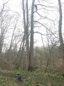 Alex, 120 feet up a tree!
